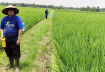Gunakan EM4, Produktivitas Padi Petani Lampung Tengah Meningkat