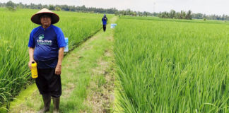 Gunakan EM4, Produktivitas Padi Petani Lampung Tengah Meningkat