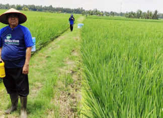 Gunakan EM4, Produktivitas Padi Petani Lampung Tengah Meningkat