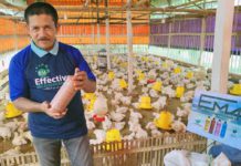 Peternak di Lampung Manfaatkan EM4, Ayam Tumbuh Maksimal dan Bau Kotoran Tak Ganggu Lingkungan