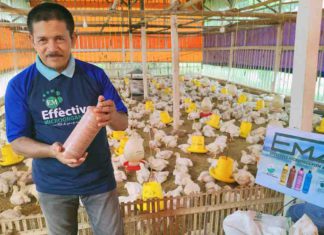 Peternak di Lampung Manfaatkan EM4, Ayam Tumbuh Maksimal dan Bau Kotoran Tak Ganggu Lingkungan