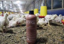 Gas Amonia Jadi Masalah Serius Kandang Broiler, EM4 Dinilai Solusi Ramah Lingkungan