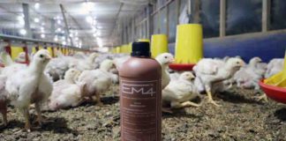 Gas Amonia Jadi Masalah Serius Kandang Broiler, EM4 Dinilai Solusi Ramah Lingkungan