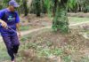 Produksi jadi Lebih Banyak, Petani Sawit di Lampung Setia Gunakan EM4