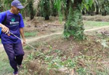 Produksi jadi Lebih Banyak, Petani Sawit di Lampung Setia Gunakan EM4