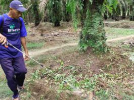 Produksi jadi Lebih Banyak, Petani Sawit di Lampung Setia Gunakan EM4