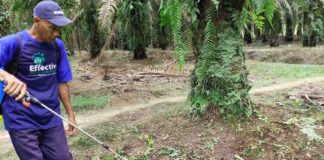 Produksi jadi Lebih Banyak, Petani Sawit di Lampung Setia Gunakan EM4