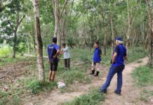 Budidaya Tanaman Karet Manfaatkan EM4, Hasilkan Getah Melimpah