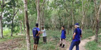Budidaya Tanaman Karet Manfaatkan EM4, Hasilkan Getah Melimpah