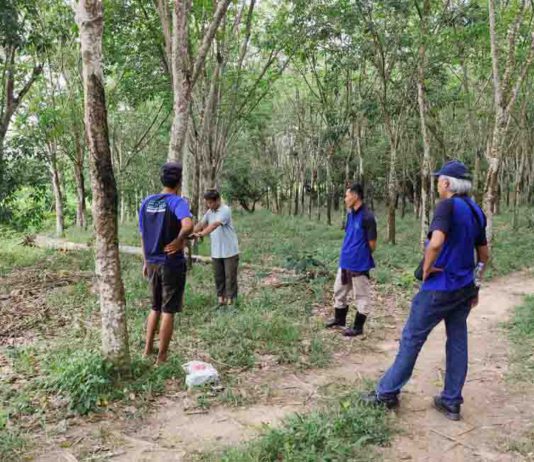 Budidaya Tanaman Karet Manfaatkan EM4, Hasilkan Getah Melimpah
