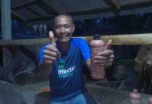 Sapi Muswanto Tumbuh Sehat berkat EM4