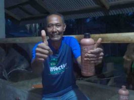 Sapi Muswanto Tumbuh Sehat berkat EM4