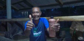 Sapi Muswanto Tumbuh Sehat berkat EM4