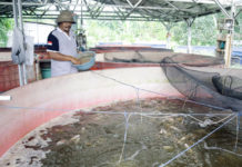 EM4 Bikin Lele dan Nila jadi Sehat serta Lebih Nikmat Dikonsumsi