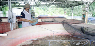 EM4 Bikin Lele dan Nila jadi Sehat serta Lebih Nikmat Dikonsumsi