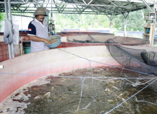 EM4 Bikin Lele dan Nila jadi Sehat serta Lebih Nikmat Dikonsumsi