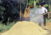 Fermentasi Sekam Bakar dengan EM4, Solusi Media Tanam Sehat dan Subur