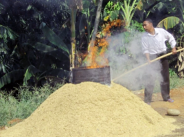 Fermentasi Sekam Bakar dengan EM4, Solusi Media Tanam Sehat dan Subur