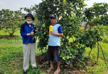 Ubah Limbah Kotoran Kambing Jadi Pupuk Organik Cair, Petani Garut Andalkan EM4 untuk Tingkatkan Produksi Alpukat