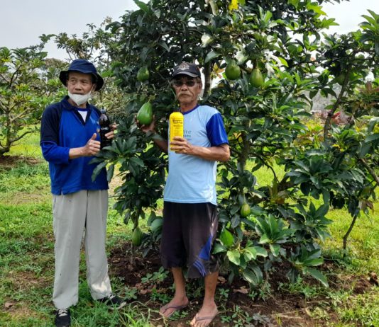 Ubah Limbah Kotoran Kambing Jadi Pupuk Organik Cair, Petani Garut Andalkan EM4 untuk Tingkatkan Produksi Alpukat