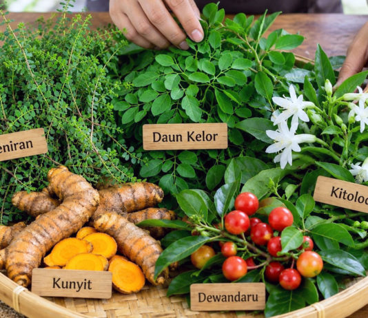 Jaga Daya Tahan Tubuh dengan Tanaman Herbal Pilihan