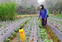 Fermentasi Abu Kayu dengan EM4, Alternatif Pupuk Organik Murah dan Ramah Tanah