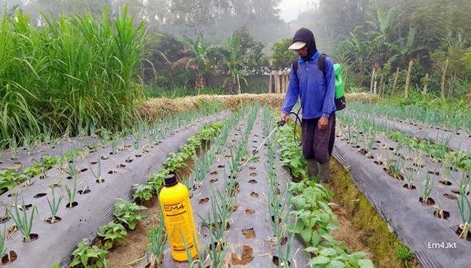 kebun