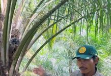 Yulianto Manfaatkan Limbah Tandan Sawit untuk Mendukung Kesuburan Tanah