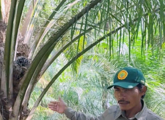 Yulianto Manfaatkan Limbah Tandan Sawit untuk Mendukung Kesuburan Tanah