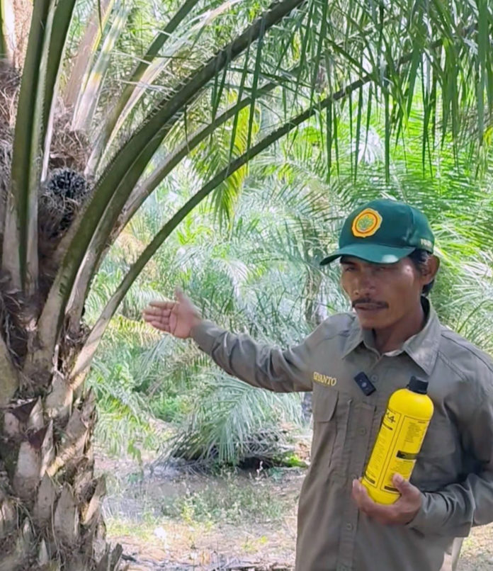 Petani Sawit
